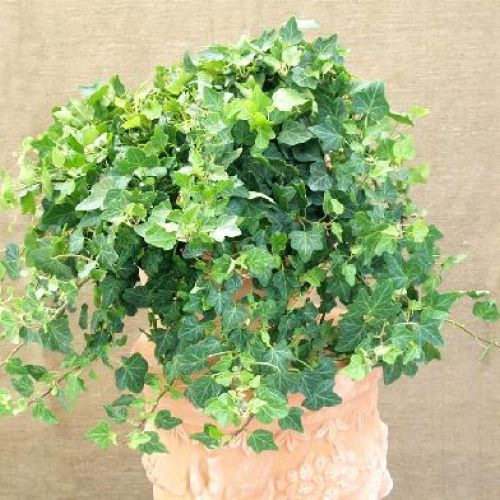 HEDERA HELIX V13 EDERA <br/> Piante Verdi da Interno