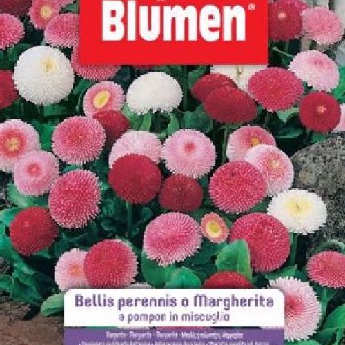 Blumen giardino fiori Bellis perennis in mix <br/> Semi da Fiore