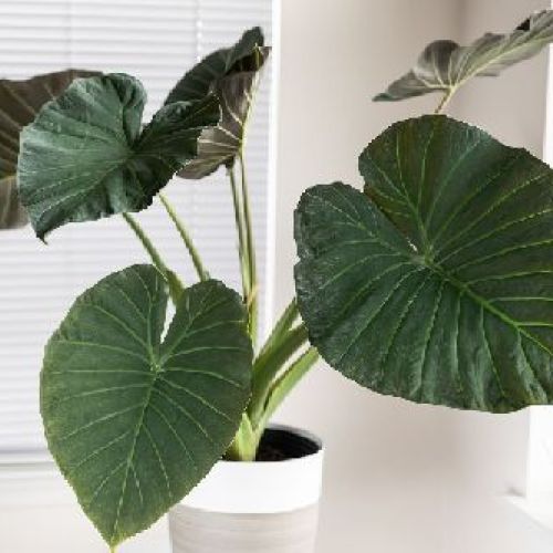 ALOCASIA REGAN SHIELDS V24 <br/> Piante Verdi da Interno