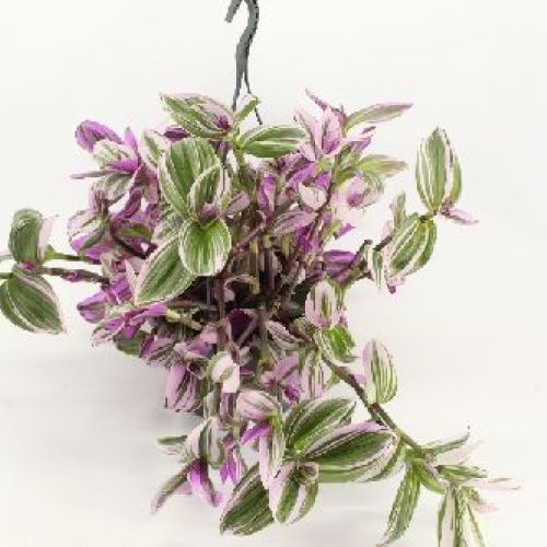 TRADESCANTIA ALBIFLORA NANOUK BK23 <br/> Piante Verdi da Interno