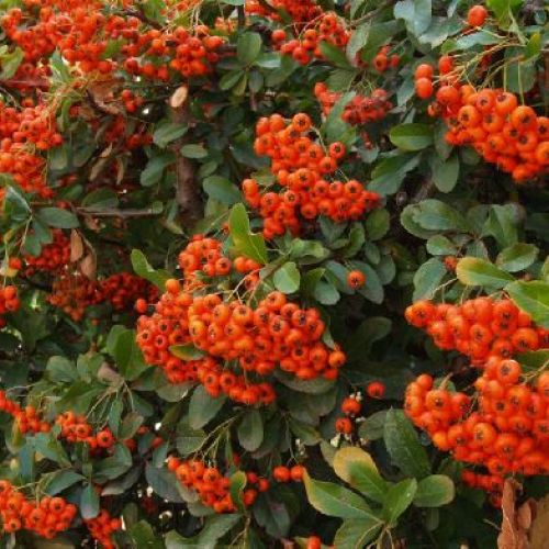 PIRACANTA MIX SPALLIERA V14 <br/> Arbusti