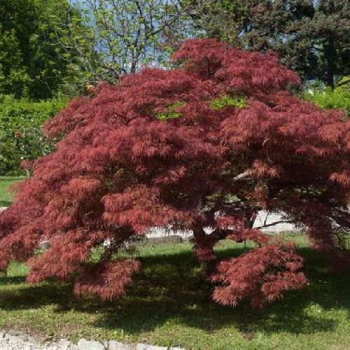 ACER PALMATUM DISSECTUM GARNET V.25 H.50 <br/> Piante Ornamentali