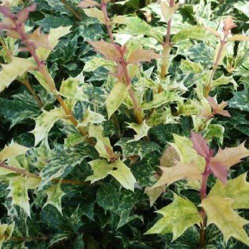 OSMANTHUS HETEROPHYLLUS GOSHIKI V17 <br/> Arbusti