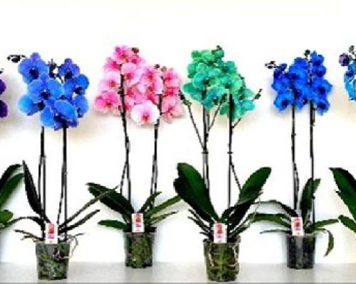 PHALAENOPSIS 2 FIORI COLOR V12 <br/> Piante Fiorite da Interno