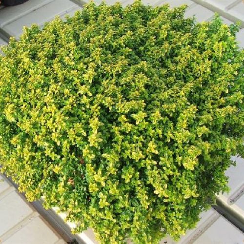 THYMUS CITRODORUS FAUSTINI V14 TIMO FAUSTINI <br/> Piante Aromatiche