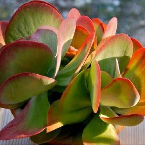 KALANCHOE THYRSIFLORA BRONZE SCULPTURE V14 <br/> Piante Grasse