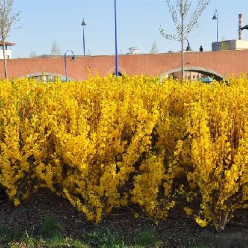 FORSYTHIA INTERMEDIA SPRING GLORY V17 <br/> Arbusti