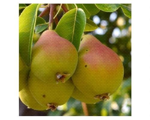 PYRUS COMMUNIS MOSCATELLA V24 PERO <br/> Piante e Alberi da Frutto