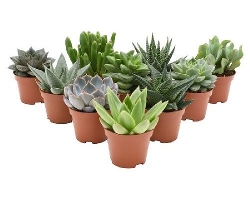 PIANTE SUCCULENTE MIX V6 <br/> Piante Grasse