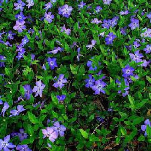 VINCA MINOR V.12 <br/> Piante Perenni ed Erbacee, Fiori Perenni