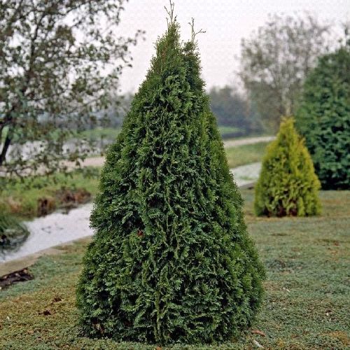 THUJIA OCCIDENTALIS EMERAUDE V17 <br/> Arbusti