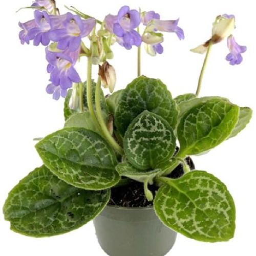 STREPTOCARPUS PRETTY TURTLE V13 <br/> Piante Verdi da Interno