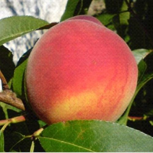PRUNUS PERSICA CRESTHAVEN V24 PESCA GIALLA <br/> Piante e Alberi da Frutto