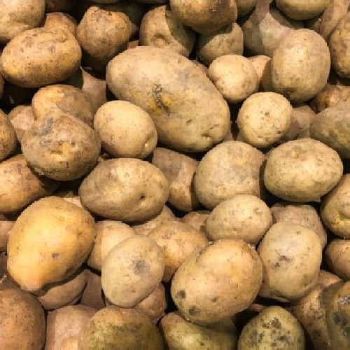 PATATA MONALISA 10 KG (BUCCIA E PASTA GIALLA) <br/> Semi da Orto