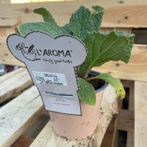 BORRAGINE L'AROMA V14 BORAGO OFFICINALIS <br/> Piante Aromatiche