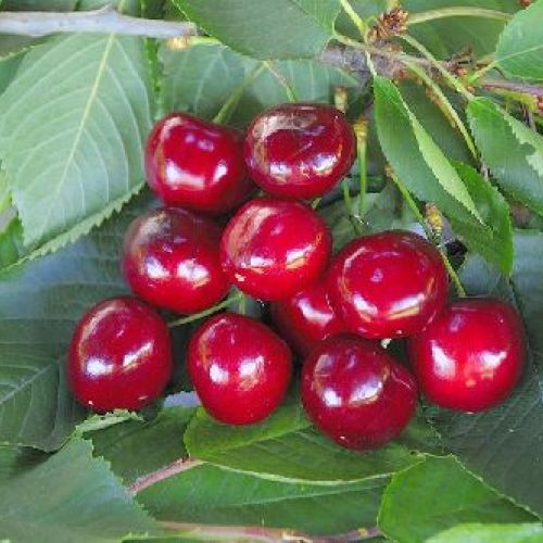 PIANTE DI CILIEGIO V.24 PRUNUS AVIUM Sumburst luglio <br/> Piante e Alberi da Frutto