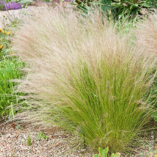 STIPA TENUISSIMA v13 <br/> Piante Perenni ed Erbacee, Fiori Perenni