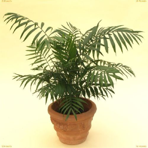 CHAMAEDOREA ELEGANS V. 9 <br/> Piante Verdi da Interno
