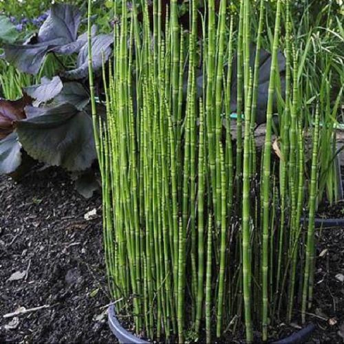 EQUISETUM HYEMALE V17 <br/> Piante Ornamentali
