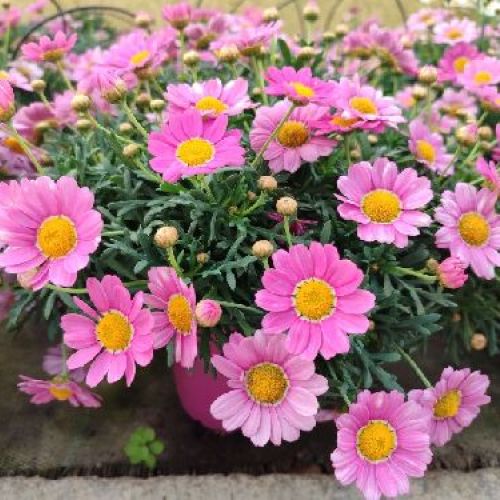 ARGYRANTHEMUM FRUTESCENS V14 MARGHERITA COLORATA <br/> Piante Stagionali