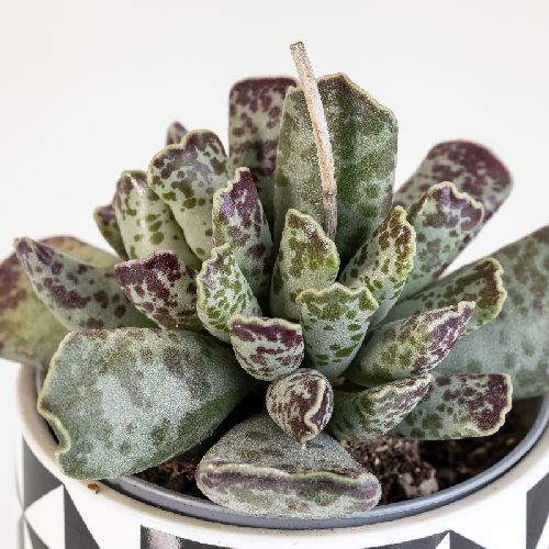 ADROMISCHUS COOPERI V.12 <br/> Piante Grasse