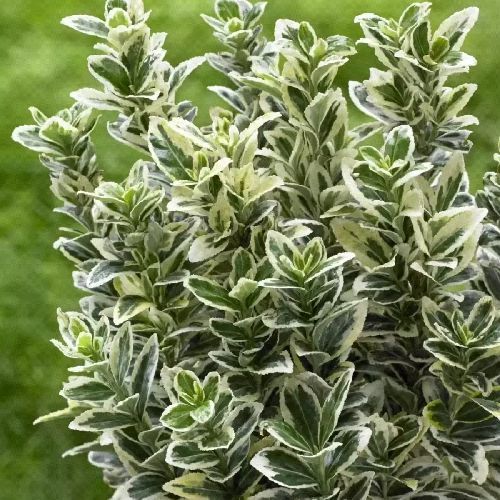 EUONYMUS FORTUNEI WHITE SPIRE V19 <br/> Arbusti