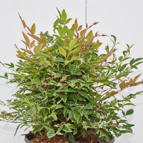 NANDINA DOMESTICA TWILIGHT V17 <br/> Arbusti