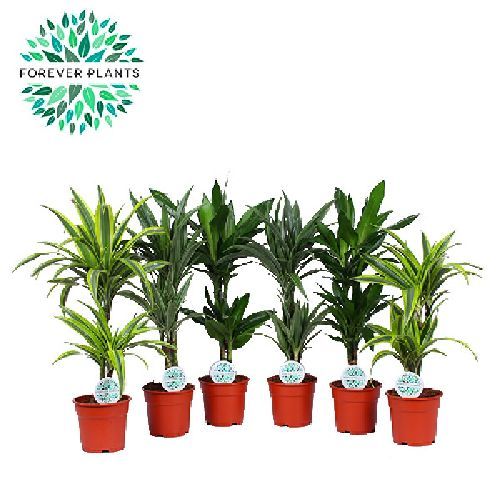 DRACENA FRAGRANS MIX V17 H60-20 <br/> Piante Verdi da Interno
