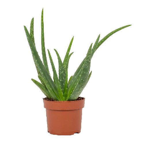 ALOE VERA V12 <br/> Piante Grasse