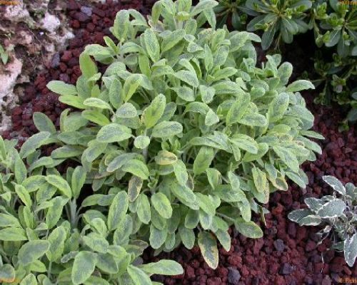 SALVIA ICTERINA L'AROMA V14 <br/> Piante Aromatiche