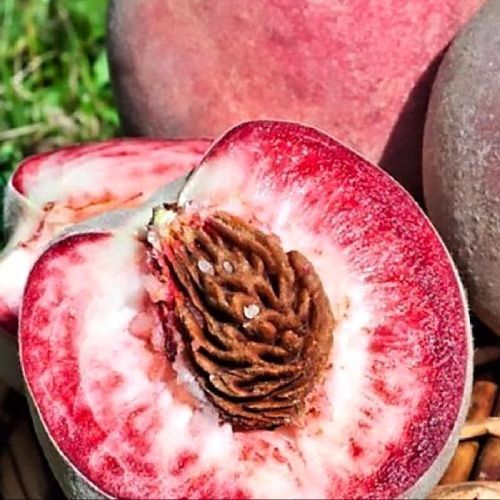 PRUNUS PERSICA DELLA VIGNA ROSSA V24 PESCA BIANCA <br/> Piante e Alberi da Frutto