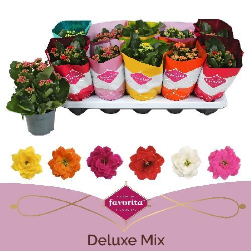 KALANCOLE BLOSSFELDIANA V10 <br/> Piante Fiorite da Interno