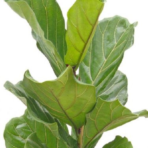 FICUS LYRATA V17 <br/> Piante Verdi da Interno