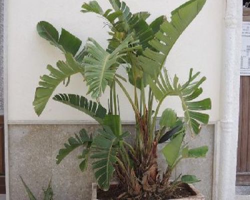STERLIZIA NICOLAI V17 <br/> Giardino Mediterraneo