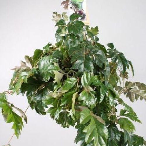 CISSUS RHOMBIFOLIA V17 <br/> Piante Verdi da Interno