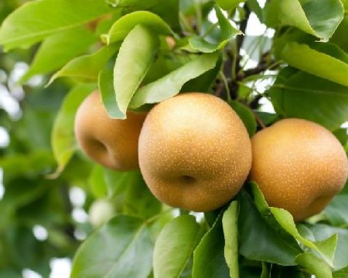 PYRUS PYRIFOLIA NASHI HOSUI V24 NASHI <br/> Piante e Alberi da Frutto