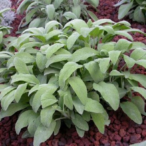 SALVIA OFFICINALIS MAXIMA V14 <br/> Piante Aromatiche