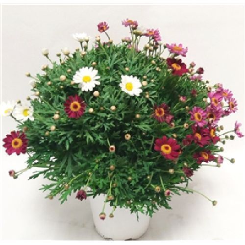ARGYRANTHEMUM FRUTESCENS V19 TRIS MARGHERITA <br/> Piante Stagionali