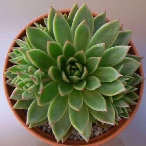 ECHEVERIA METALLICA V10 <br/> Piante Grasse