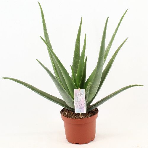 ALOE VERA V19 <br/> Piante Grasse
