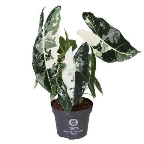 ALOCASIA FRYDEK VARIEGAT V12 <br/> Piante Verdi da Interno