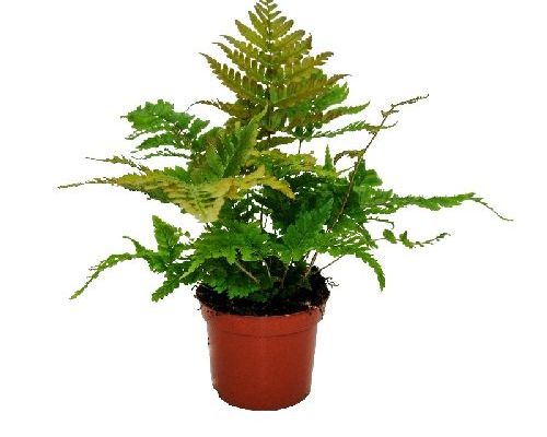 DRYOPTERIS ERYTHOSORA V14 <br/> Piante Perenni ed Erbacee, Fiori Perenni