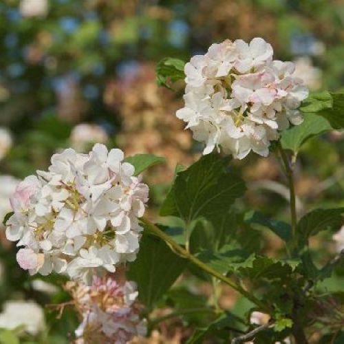 VIBURNUM OPULUS ROSEUM V17 <br/> Piante Fiorite da Giardino