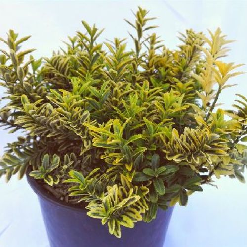 EUONYMUS JAPONICUS MICROPHYLLUS AUREOVARIEGATO V19 <br/> Arbusti