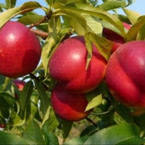 PRUNUS PERSICA VENUS V24 PESCA NETTARINA <br/> Piante e Alberi da Frutto