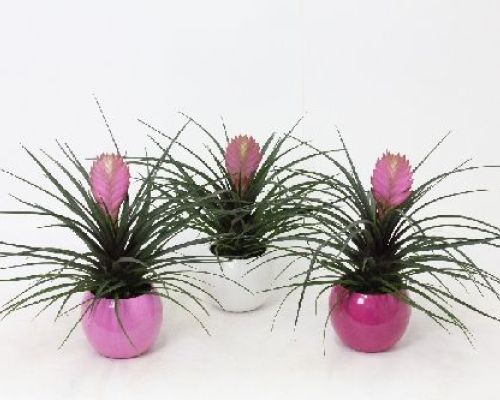 TILLANDSIA ANITA V12 <br/> Piante Fiorite da Interno