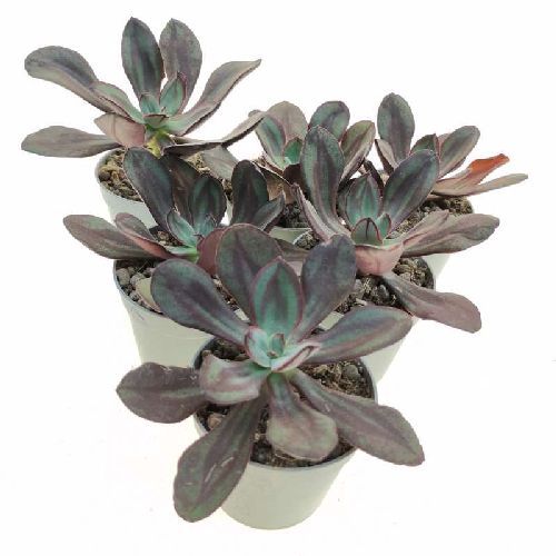 ECHEVERIA NODULOSA V10 <br/> Piante Grasse