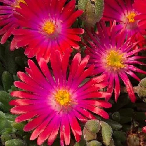 DELOSPERMA JOD V18 <br/> Piante Perenni ed Erbacee, Fiori Perenni