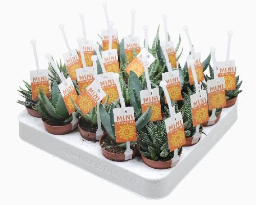 ALOE MIX V6 <br/> Piante Grasse