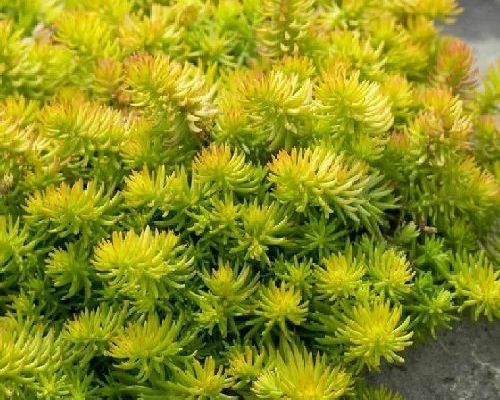 SEDUM REFLEXUM ANGELINA V19 <br/> Piante Perenni ed Erbacee, Fiori Perenni